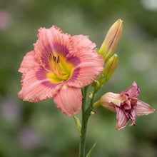 Load image into Gallery viewer, OpenPlantData Hemerocallis Rosy Returns
