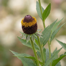 Load image into Gallery viewer, OpenPlantData Rudbeckia Occidentalis Black Beauty
