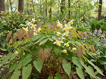 Load image into Gallery viewer, OpenPlantData Epimedium versicolor Sulphureum
