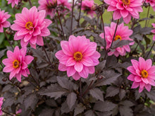 Load image into Gallery viewer, OpenPlantData Dahlia Fascination
