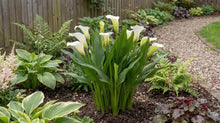 Load image into Gallery viewer, OpenPlantData Calla Crystal Clear

