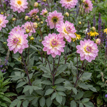 Load image into Gallery viewer, OpenPlantData Dahlia Pacific Jewel
