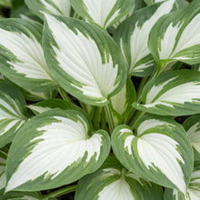 Load image into Gallery viewer, OpenPlantData Hosta Vulcan
