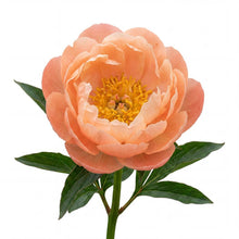 Load image into Gallery viewer, OpenPlantData Peony Lactiflora Kings Day
