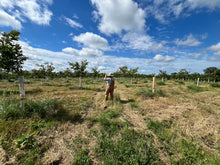 Load image into Gallery viewer, STARTING A CHESTNUT FARM CONSULT
