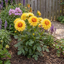 Load image into Gallery viewer, OpenPlantData Dahlia Dazzling Sun
