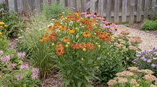 Load image into Gallery viewer, OpenPlantData Helenium Tie Dye

