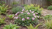 Load image into Gallery viewer, OpenPlantData Geranium cinereum Ballerina
