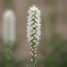 Load image into Gallery viewer, OpenPlantData Liatris Spicata Alba
