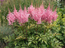 Load image into Gallery viewer, OpenPlantData Astilbe Rheinland
