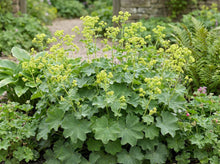Load image into Gallery viewer, OpenPlantData Alchemilla mollis
