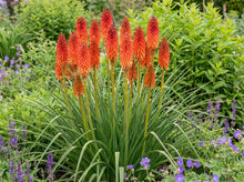 Load image into Gallery viewer, OpenPlantData Kniphofia Alcazar
