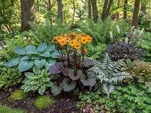 Load image into Gallery viewer, OpenPlantData Ligularia dentata BBQ Banana
