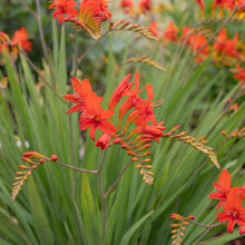 Load image into Gallery viewer, OpenPlantData Crocosmia crocosmiiflora Red King
