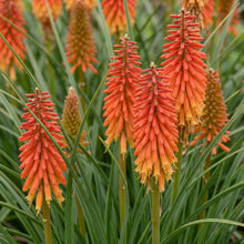 Load image into Gallery viewer, OpenPlantData Kniphofia Alcazar
