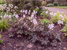 Load image into Gallery viewer, OpenPlantData Geranium pratense Midnight Ghost
