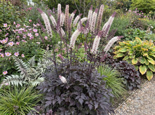 Load image into Gallery viewer, OpenPlantData Actaea Chocoholic
