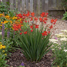 Load image into Gallery viewer, OpenPlantData Crocosmia Miss Scarlet
