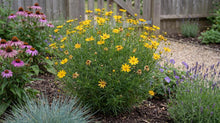 Load image into Gallery viewer, OpenPlantData Coreopsis verticillata Zagreb
