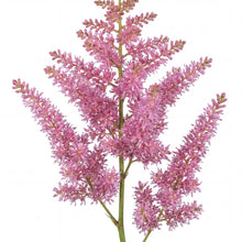 Load image into Gallery viewer, OpenPlantData Astilbe Black Pearls
