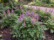 Load image into Gallery viewer, OpenPlantData Astilbe chinensis var. pumila
