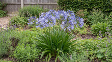 Load image into Gallery viewer, OpenPlantData Agapanthus Dr Brouwer
