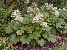 Load image into Gallery viewer, OpenPlantData Mukdenia rossii Karasuba

