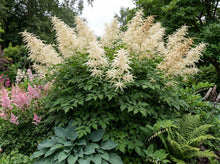 Load image into Gallery viewer, OpenPlantData Aruncus dioicus
