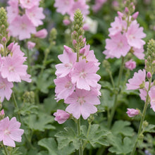 Load image into Gallery viewer, OpenPlantData Sidalcea Elsie Heugh
