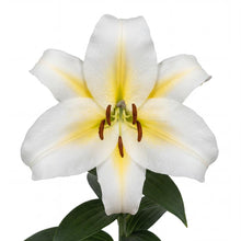 Load image into Gallery viewer, OpenPlantData Lilium Bafferari
