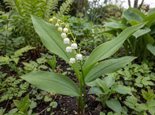 Load image into Gallery viewer, OpenPlantData Convallaria majalis
