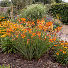 Load image into Gallery viewer, OpenPlantData Crocosmia hybrida Fire Starter
