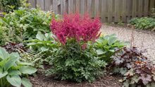 Load image into Gallery viewer, OpenPlantData Astilbe chinensis Hot Pearls
