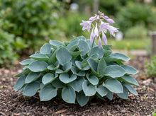 Load image into Gallery viewer, OpenPlantData Hosta Blue Mouse Ears
