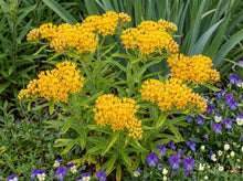 Load image into Gallery viewer, OpenPlantData Asclepias tuberosa Hello Yellow
