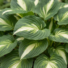Load image into Gallery viewer, OpenPlantData Hosta Heatwave Harmony
