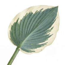 Load image into Gallery viewer, OpenPlantData Hosta Blue Ivory
