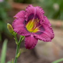 Load image into Gallery viewer, OpenPlantData Hemerocallis Purple Doro
