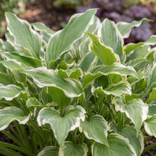 Load image into Gallery viewer, OpenPlantData Hosta Undulata Albomarginata
