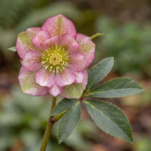 Load image into Gallery viewer, OpenPlantData Helleborus hybridus Double Ellen Picotee
