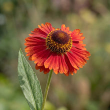 Load image into Gallery viewer, OpenPlantData Helenium autumnale Salsa
