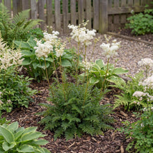 Load image into Gallery viewer, OpenPlantData Filipendula Plena
