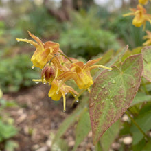 Load image into Gallery viewer, OpenPlantData Epimedium Amber Queen
