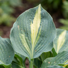 Load image into Gallery viewer, OpenPlantData Hosta Touch of Class
