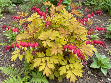 Load image into Gallery viewer, OpenPlantData Dicentra Jolly HeartsSpark
