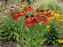 Load image into Gallery viewer, OpenPlantData Helenium Moerheim Beauty
