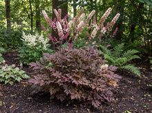 Load image into Gallery viewer, OpenPlantData Actaea simplex Chocoholic
