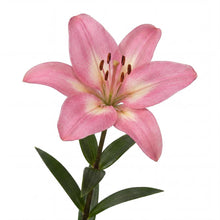 Load image into Gallery viewer, OpenPlantData Lilium Rozalynn
