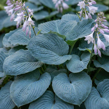 Load image into Gallery viewer, OpenPlantData Hosta Big Daddy
