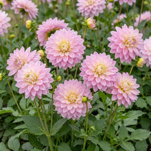 Load image into Gallery viewer, OpenPlantData Dahlia Ferncliff Inspiration

